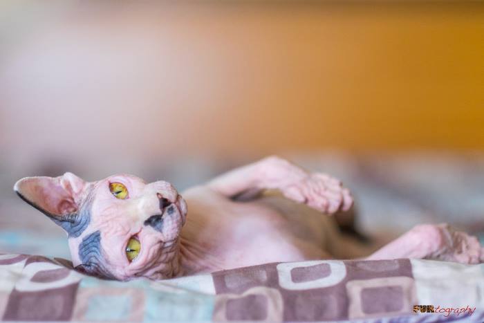fuzz off sphynx