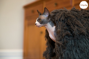 FuzzOff-6