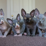 FuzzOffSphynx-15