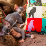 fuzz off sphynx
