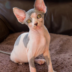 fuzz off sphynx