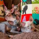 fuzz off sphynx
