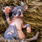 fuzz off sphynx