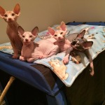 fuzz off sphynx
