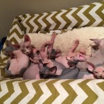 fuzz off sphynx